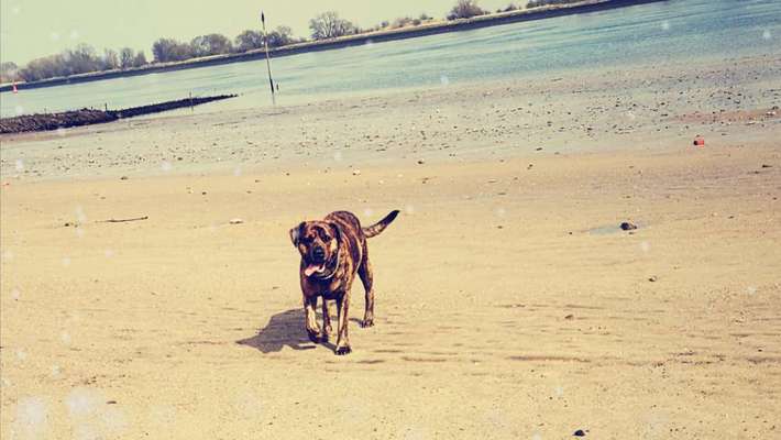 Mischlinge raten - Rätselspaß-Beitrag-Bild