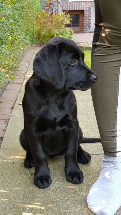 Hundetreffen-Retrieverwelpen-Bild