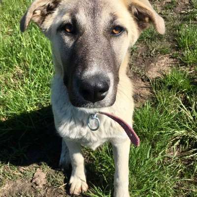 Hundetreffen-Hunde treffen Kloster Zinna-Bild