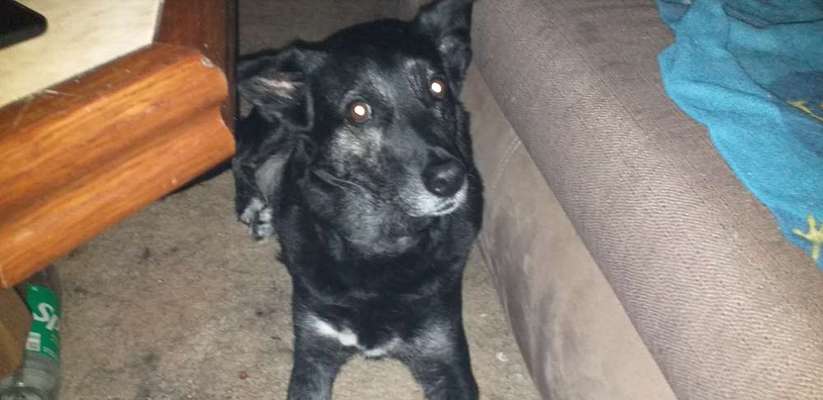 Wie kamst du zu deinem Hund?-Beitrag-Bild