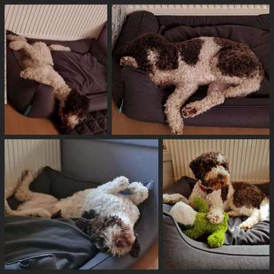 Lagotto Romagnolo Besitzer-Beitrag-Bild