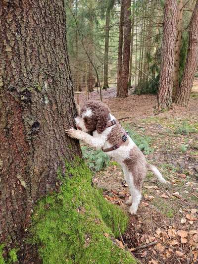 Lagotto Romagnolo Besitzer-Beitrag-Bild