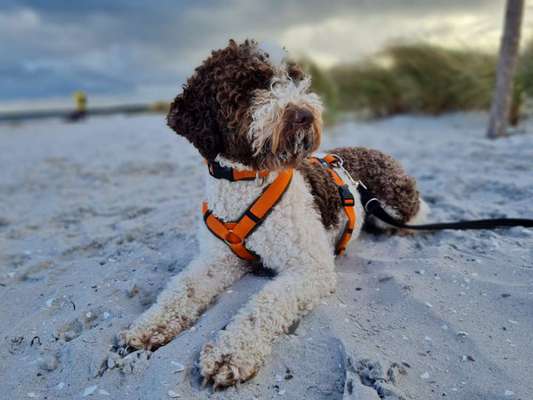 Lagotto Romagnolo Besitzer-Beitrag-Bild