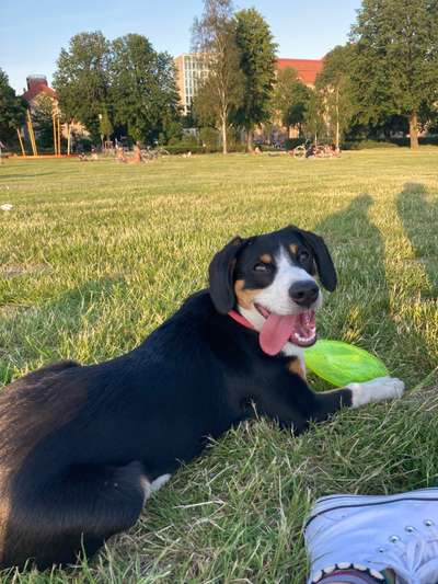 Entlebucher Sennenhund-Beitrag-Bild