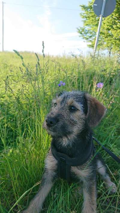 Die Dogorama Monats Challenge "Es grünt und blüht"-Beitrag-Bild