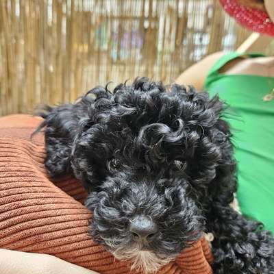 Hundetreffen-Playdate for puppies-Bild