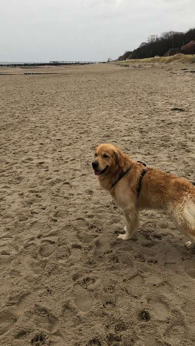 Golden Retriever-Beitrag-Bild