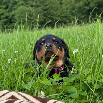 Hundetreffen-Welpen spielen in Schneeberg.