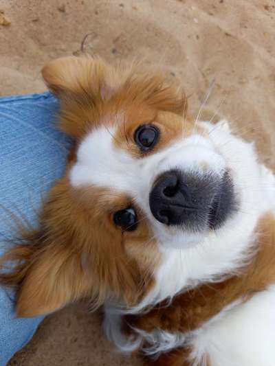 Die Dogorama Wochen Challenge: “Dein Hund im Urlaub”-Beitrag-Bild