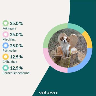 Was denkt ihr, welche Rassen könnten in ihm stecken?-Beitrag-Bild