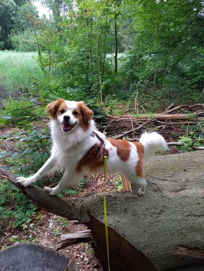 Hunde vom Tierschutzverein 🐕♥️-Beitrag-Bild