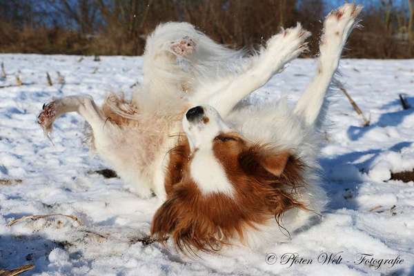 Hundefotografie und Erfahrungen-Beitrag-Bild