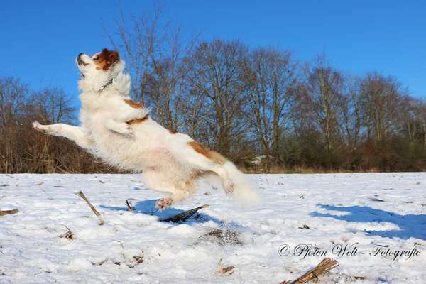 Hundefotografie und Erfahrungen-Beitrag-Bild