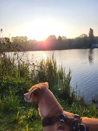 Hundeauslaufgebiet-Ruhrweg-Bild