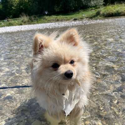 Hundetreffen-Spitz-Treffen-Bild