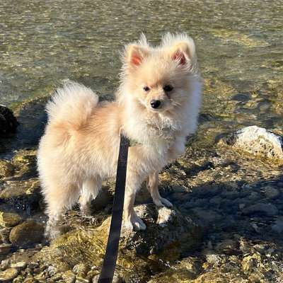 Hundetreffen-Sozialisierungs- Spieltreffen-Bild