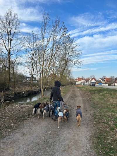 Hundetreffen-Social Walk in/um Bad Nauheim-Bild