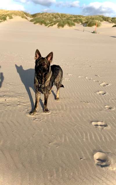 Hundetreffen-Spiele-Treff-Bild