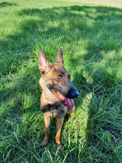 Hundetreffen-Treffen zum Toben / Spaziergang-Bild