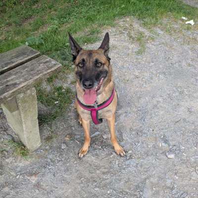 Hundetreffen-Trainingspartner gesucht-Bild