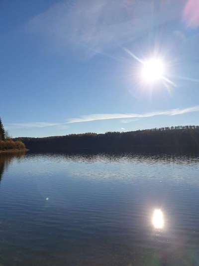 Hundetreffen-Hundetreffen/Austausch im Erzgebirge-Bild