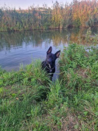 Hundetreffen-Gassirunde (Toben, Hundebegegnungen, Soziales Verhalten)-Bild