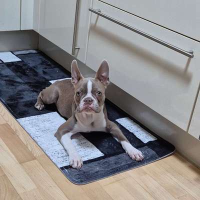 Hundetreffen-Welpen jung Hunde-Bild