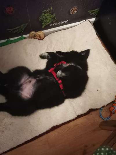 Welpen Bilder !-Beitrag-Bild