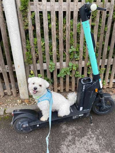 Mischlinge raten - Rätselspaß-Beitrag-Bild