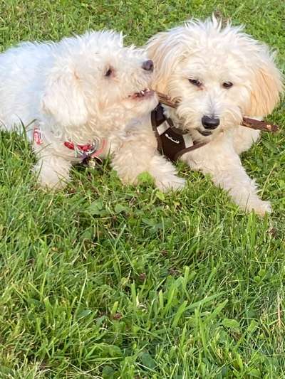 Fotosammlung: ,,Der natürliche Hund" Unbearbeitet, ungestellt und in Natura-Beitrag-Bild
