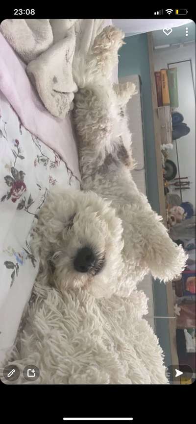 Fotosammlung: ,,Der natürliche Hund" Unbearbeitet, ungestellt und in Natura-Beitrag-Bild