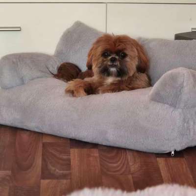 Hundetreffen-Kleine Shih Tzu Hündin sucht Spielpartner/in-Bild