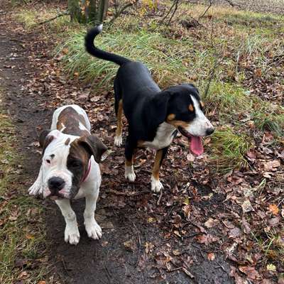 Hundetreffen-Welpentreff in Cottbus/Senftenberg und Umgebung