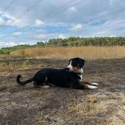 Hundetreffen-Welpentreff in Cottbus/Senftenberg und Umgebung-Profilbild