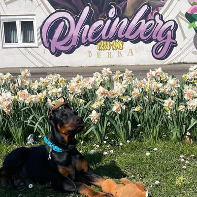 Hundetreffen-Spielkameraden gesucht-Bild