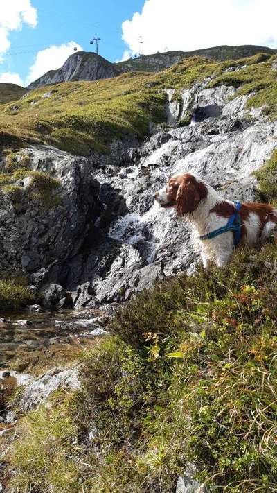 Die Dogorama Kalender Challenge Titelbild-Beitrag-Bild