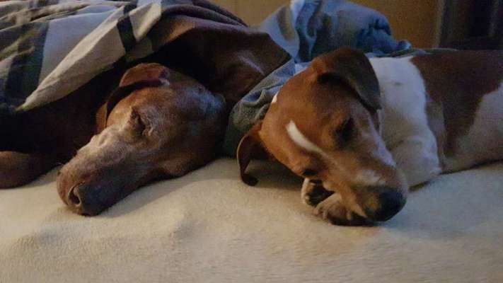 Dogorama Photo Challenge - Die besten Hundebuddys-Beitrag-Bild