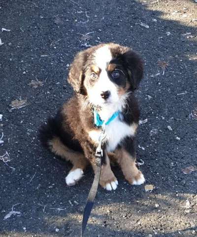 Welpen Bilder !-Beitrag-Bild