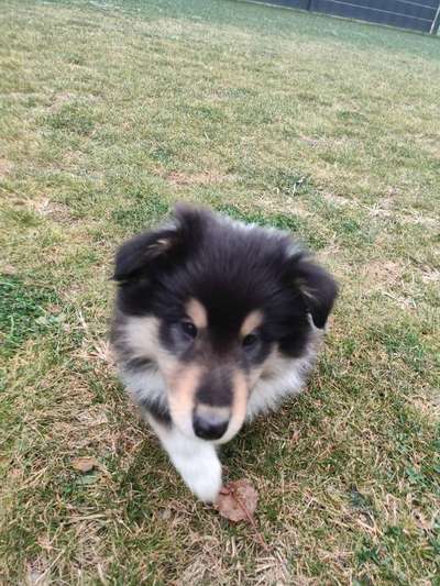 Collies gesucht-Beitrag-Bild