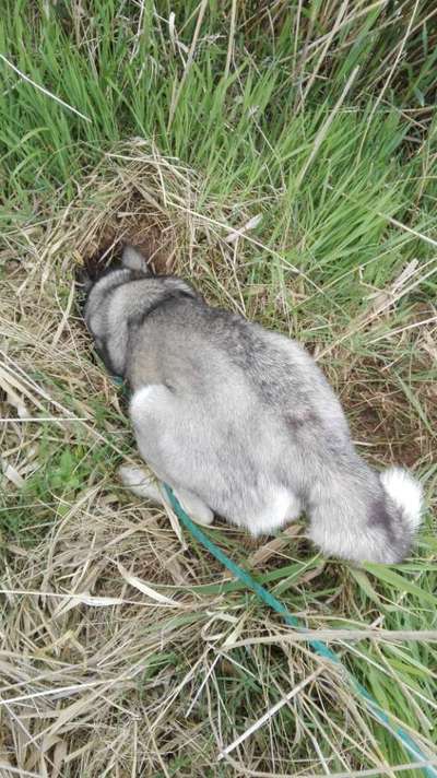 Fotosammlung: ,,Der natürliche Hund" Unbearbeitet, ungestellt und in Natura-Beitrag-Bild