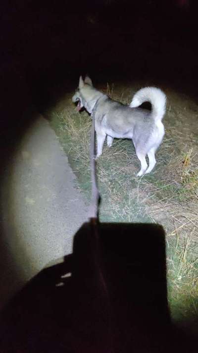 Dogorama Photo Challenge - Licht-Beitrag-Bild