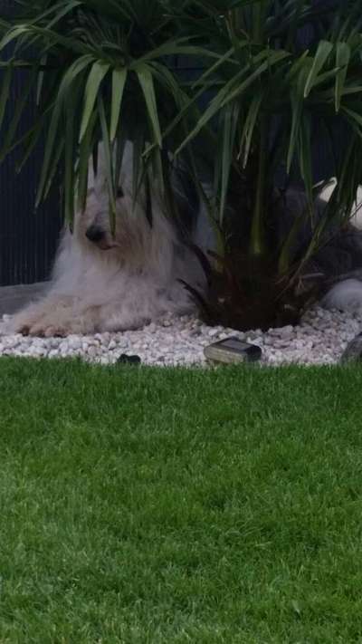 Fotosammlung: ,,Der natürliche Hund" Unbearbeitet, ungestellt und in Natura-Beitrag-Bild