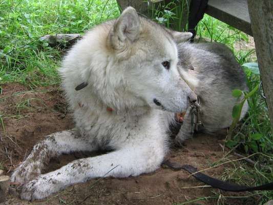 Fotosammlung: ,,Der natürliche Hund" Unbearbeitet, ungestellt und in Natura-Beitrag-Bild