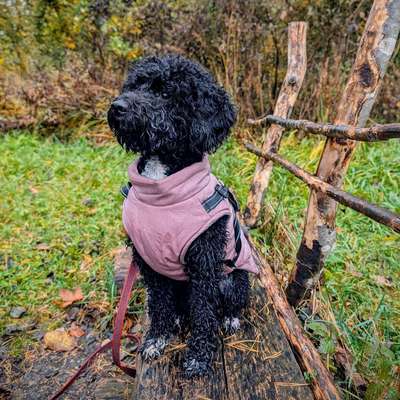 Hundetreffen-Spielpartner*in gesucht für Pipa 🙂-Bild
