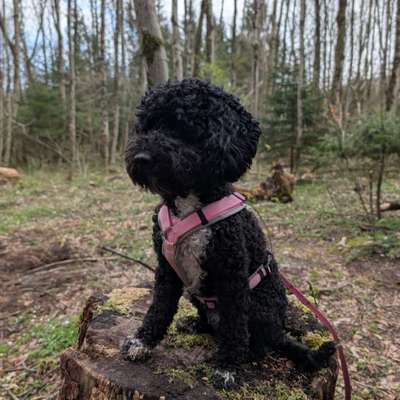 aktuelles Foto Gruppe Pudel