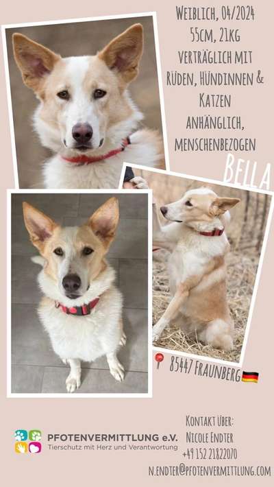 Tierschutzhunde suchen ein Zuhause-Beitrag-Bild