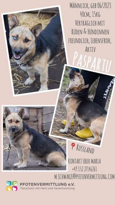 Tierschutzhunde suchen ein Zuhause-Beitrag-Bild