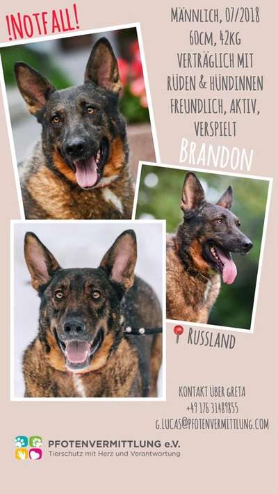 Tierschutzhunde suchen ein Zuhause-Beitrag-Bild