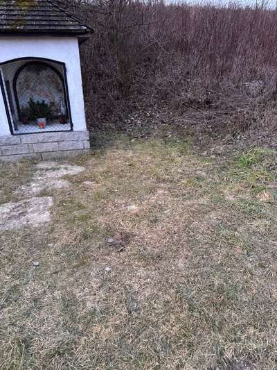 Giftköder-Tote Hasen Mgl Hasenpest-Bild