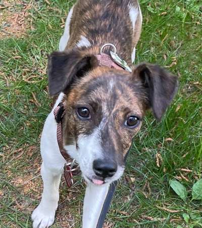 Tongue Out Tuesday-Beitrag-Bild